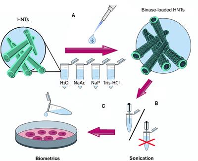 Binase Immobilized on Halloysite Nanotubes Exerts Enhanced Cytotoxicity toward Human Colon Adenocarcinoma Cells